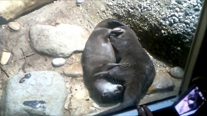 Funny Otters Playing and Liking Each Others