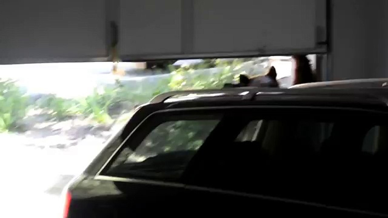 Bear in trouble