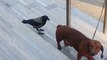 Un corbeau attaque un chien... Oiseau vicieux!