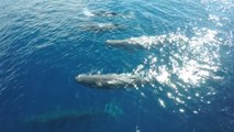 Pod of Sperm Whale Sighting in 4K is incredible!
