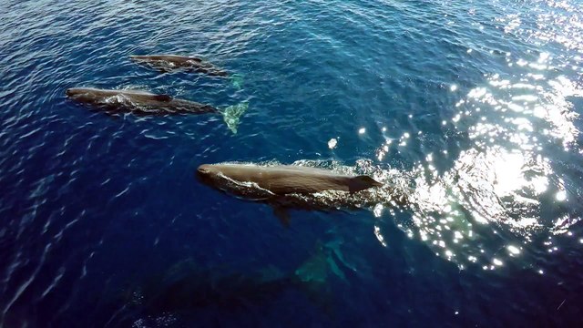 Un banc de 6 cachalots filmé en Californie : magique!