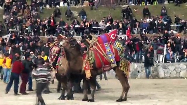 Develer bir yanda sahipleri diğer yanda güreşti !