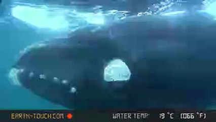 test-vid-02 brightroll Android