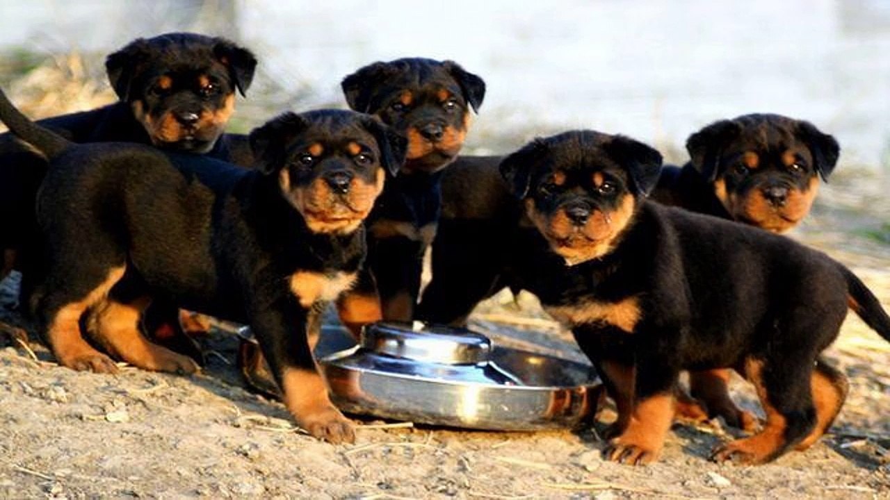 Dog Training Course