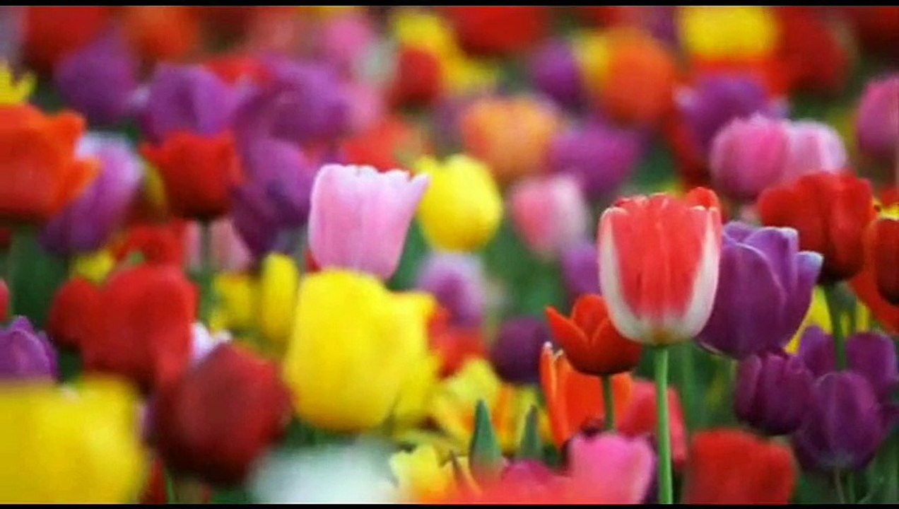 Once upon a time...(Ernesto Cortazar)