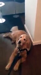 How i feel when i need to get out of bed in the morning..