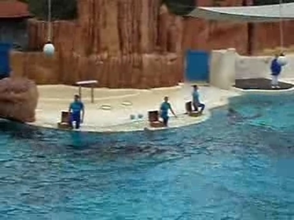 Dauphins au Parc Astérix #2