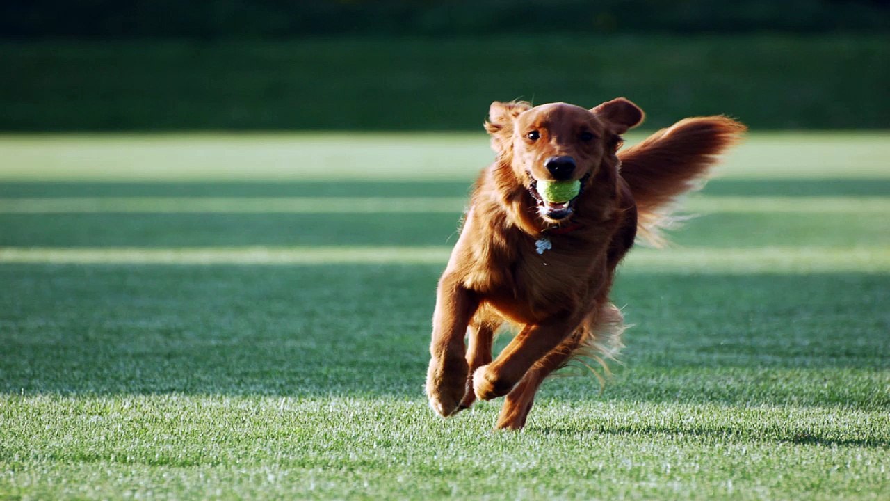 Dog Training Tip