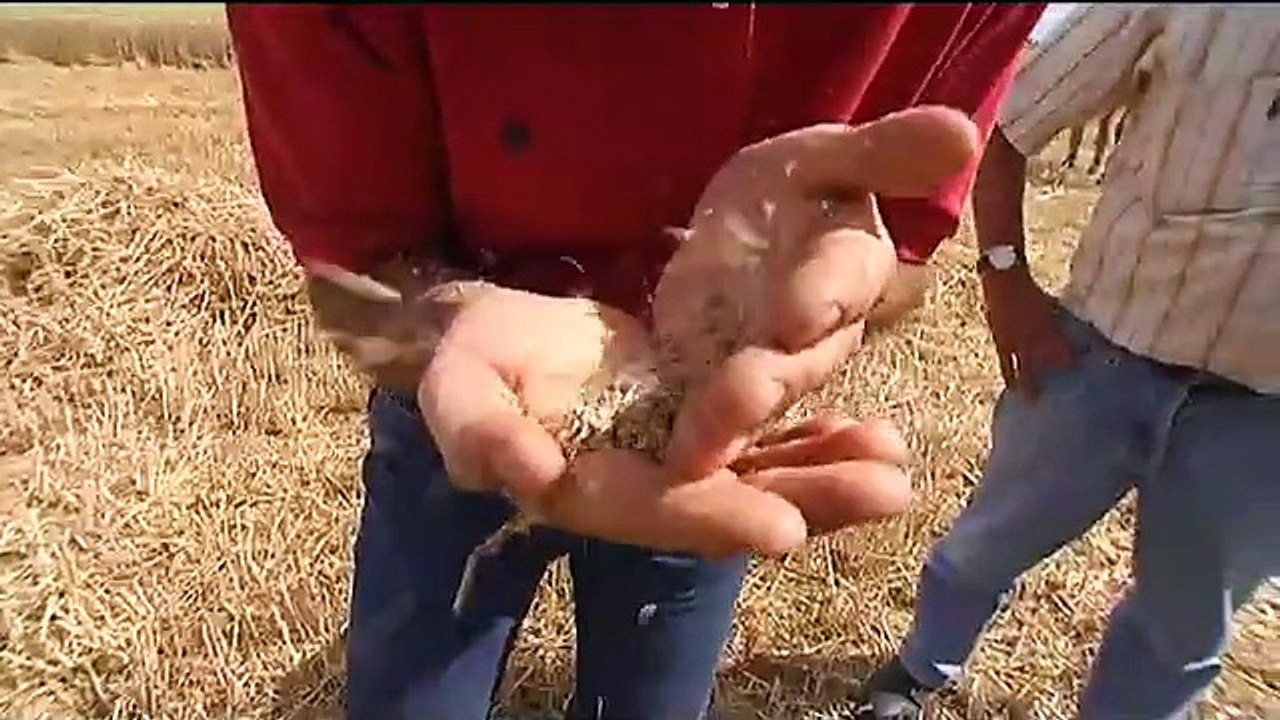 Moissons de blé prometteuses en Touraine