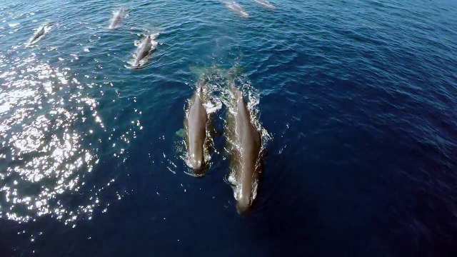 GoPro- Rare Sperm Whale Sighting in 4K