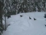 Line Dancing Turkeys