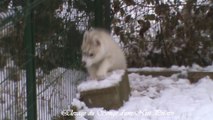 Chiots Huskys dans la neige (2) - Elevage Husky du Songe d'une Nuit Polaire