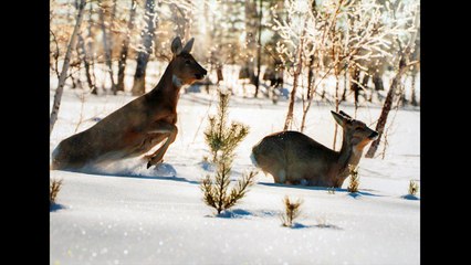 Фотовыставка на Гоголевском бульваре Зимние фотоистории