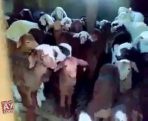 Dünyanın En İyi Korosu