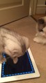 Kitten chases laser on iPad app