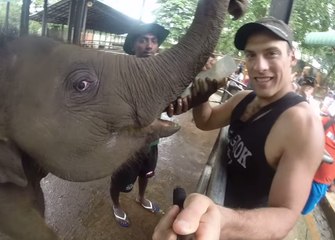 Feeding an Elephant With a Baby's Bottle
