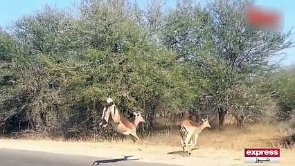 ہرن نے چیتے کو تگنی کا ناچ نچا دیا مزید ویڈیوز دیکھئے