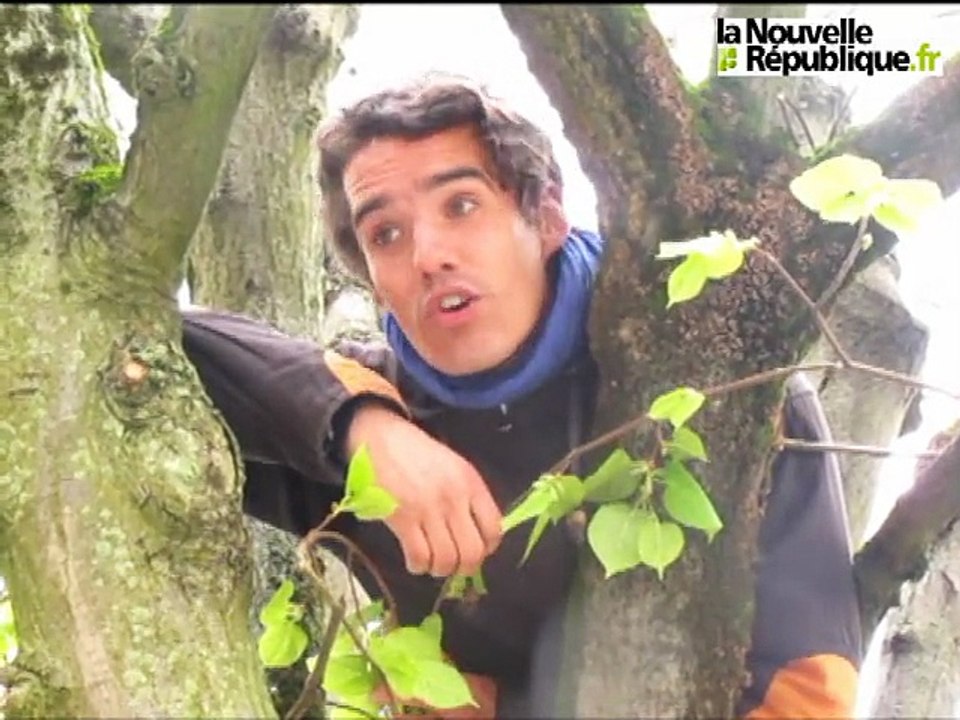 Tramway : Contre l'arrachage des arbres