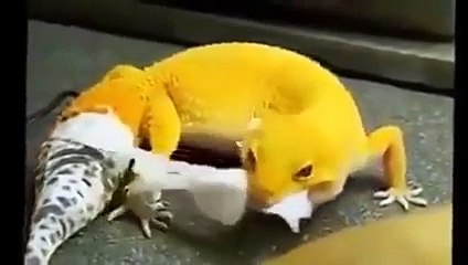 Reptiles Modified by eating bark! THAT'S INTERESTING ..
