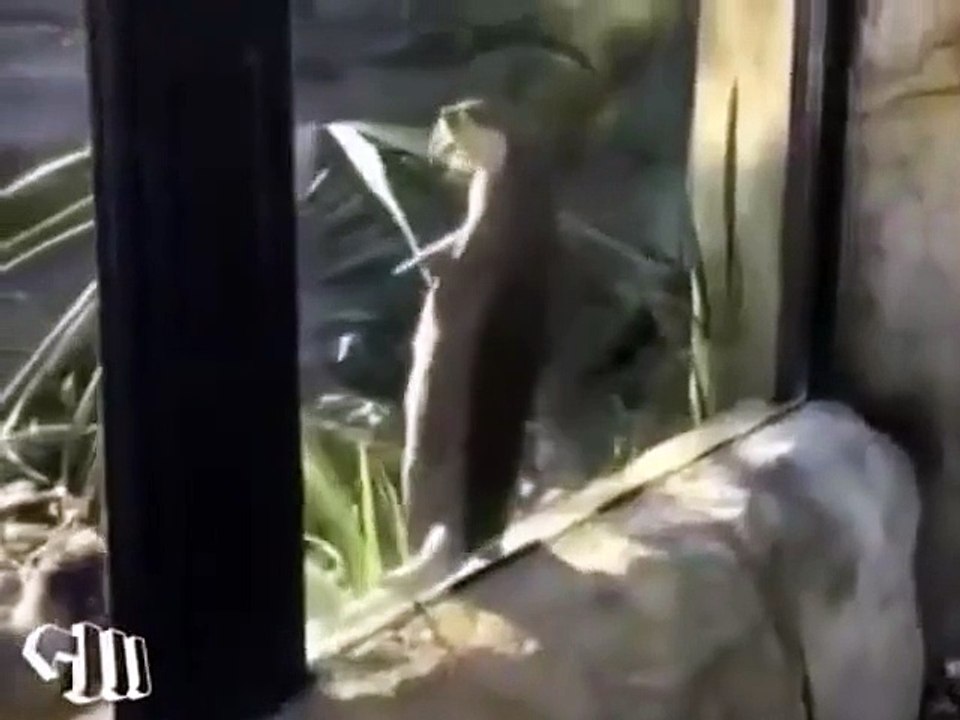 Otter got moves!