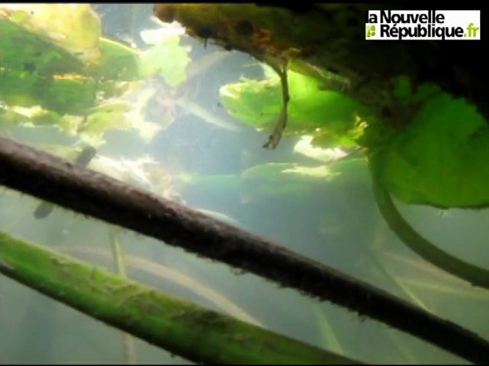 Brenne : les pisciculteurs inquiets du niveau des étangs