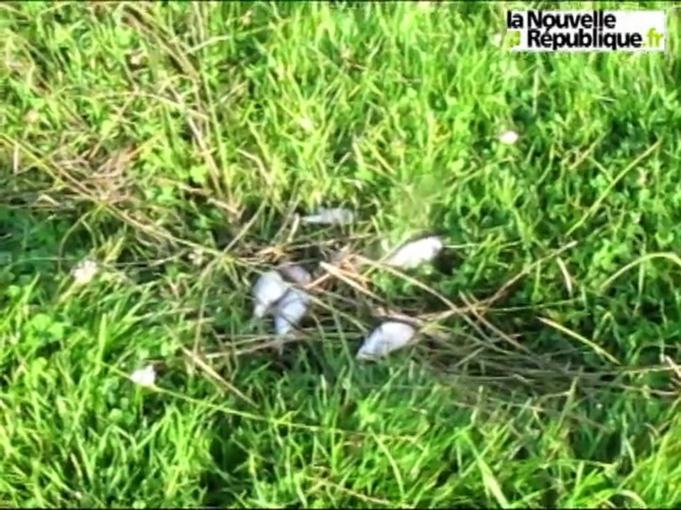 Pollution dans un étang au " Coteau " près de Parthenay