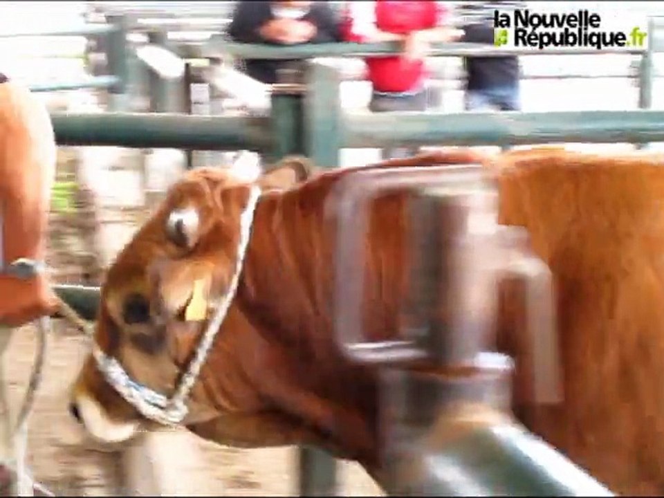 Parthenay : Festival de l'élevage et de la gastronomie 2011