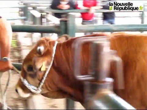 Parthenay : Festival de l'élevage et de la gastronomie 2011