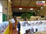 Volailles, lapins et pigeons font salon à Bonneuil-Matours