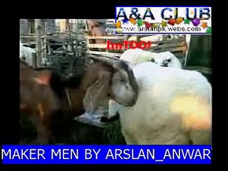 bakra mandi PUNJABI DUBING FUNNY CLIP