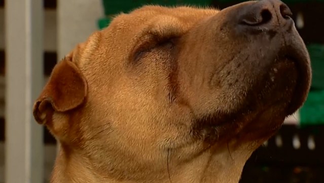 Pup Abandoned At Train Station Finally Finds A New Home