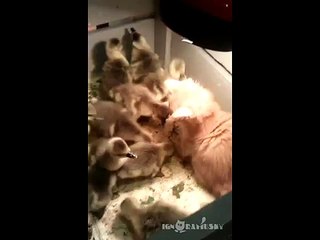 The Kitten & The Ducklings  Нападение Хищника