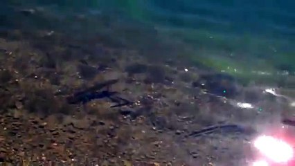 Un caneton se fait gober par un gros poisson