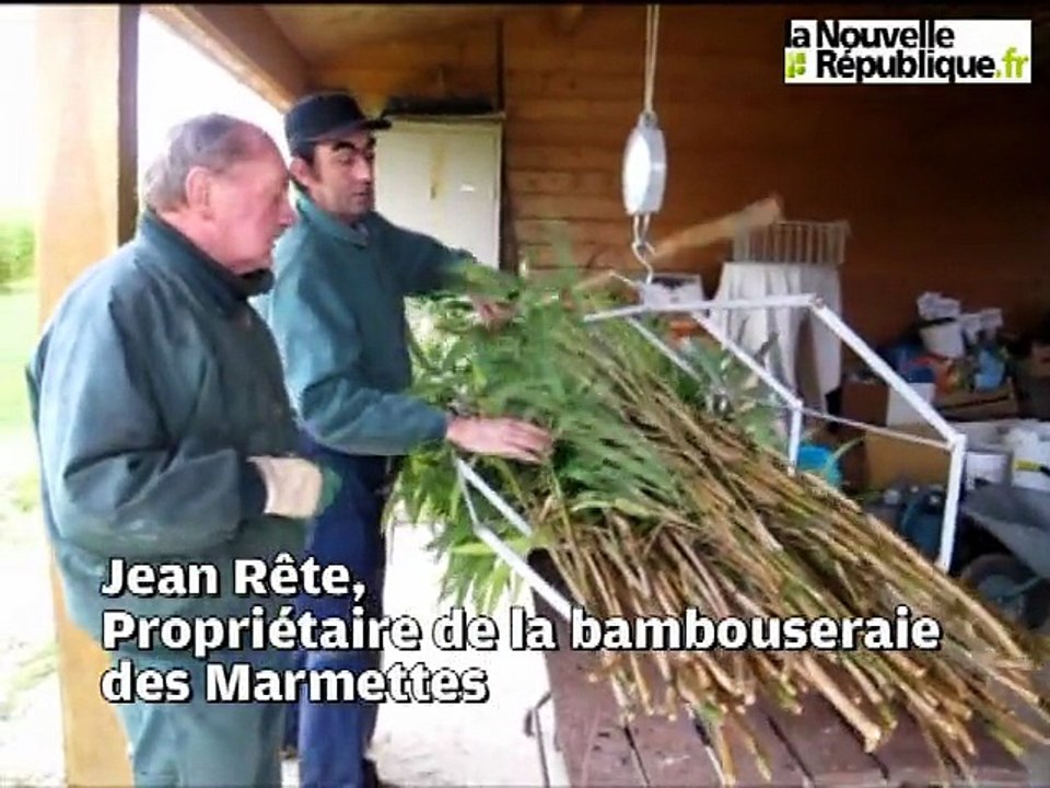 Les pandas de Beauval nourris au bambou de l'Indre