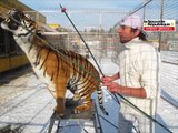 Les fauves du cirque Pinder ne craignent pas le froid