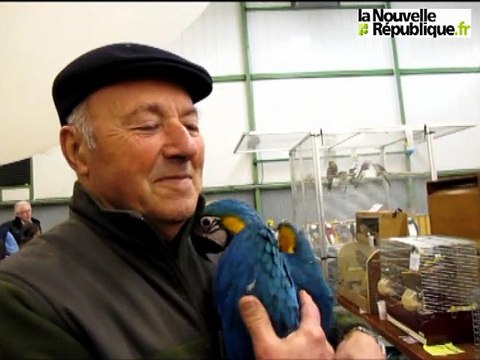 Niort : un éleveur de perroquets à la Bourse aux oiseaux