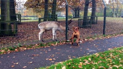 Boxer desperately wants to play with deer