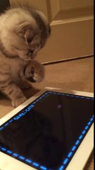 Kitten chases laser on iPad app