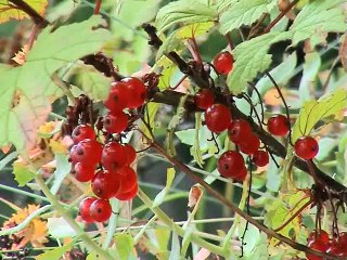 13-" Острова на горизонте"-30 мин. И.Ольховский