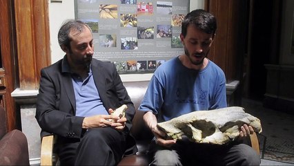 Entrevista al paleontologo Andrés Rinderknecht