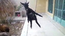 Ишак и качели !!! Романтика !