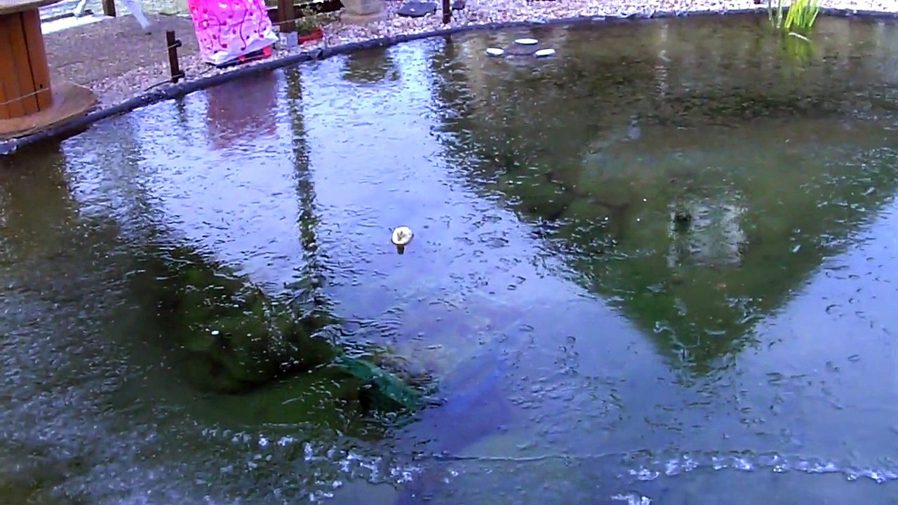 bassin poissons 5 février 2015