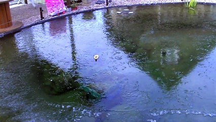 bassin poissons 5 février 2015