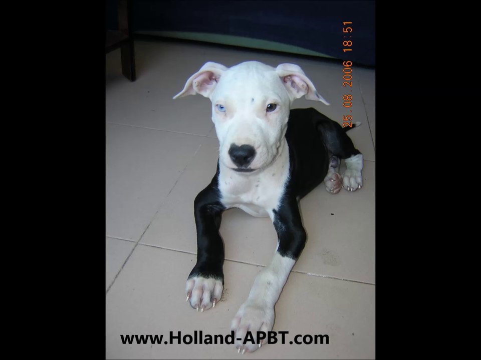 Holland APBT Kennel "Bimbo" (2007) Cachorro - Pit Bull