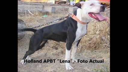 Holland APBT "Lena" (2008) - 3 meses - Pit Bull
