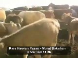 Kars Canlı Hayvan Pazarı