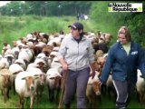 VIDÉO. Marolles - Averdon : brebis et agneaux s'occupent de la réserve naturelle