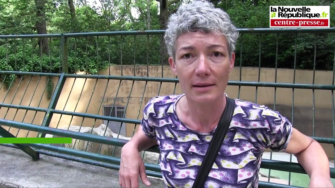 VIDEO. Poitiers l'ours Martha quitte le bois de St-Pierre pour le refuge de l'Arche
