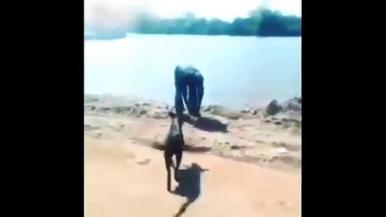 YouTube: Inesperada lección por maltratar a un perro es viral en Internet