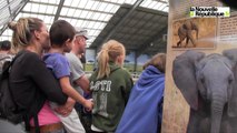VIDEO. Zoo de Beauval : après les pandas, l'éléphanteau !